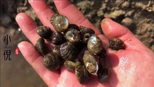号称海鲜小零食的盘螺,深水下面到处都是,市场上要20多一斤