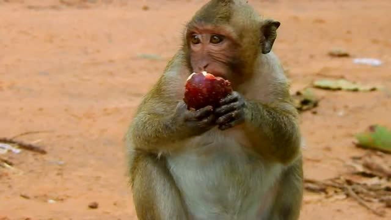 猴哥捧着山竹一个劲的吃画面好搞笑