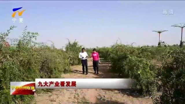 宁夏:用高质量道地枸杞叫响金字招牌