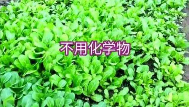 10 种天然的方法控制虫害,你知道几种呢?