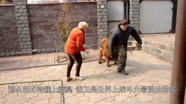 斗狗:斗犬之王”比特大战藏獒,谁才是世界上战斗力最强的狗!