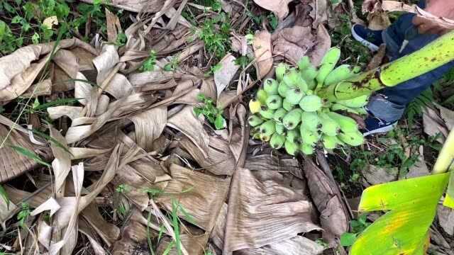 建鹏一个月没去香蕉园,没想到香蕉园变成了这样,看着让人很无奈