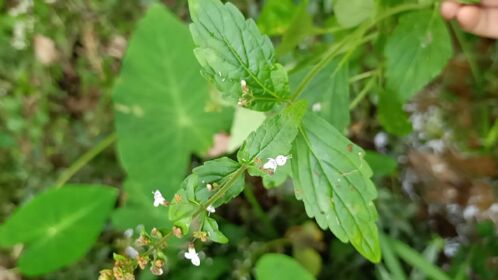这种植物土名叫黄洋,喜欢生长在湿润的河沟旁,可以用来煲汤