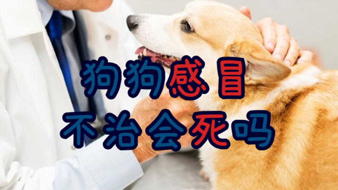 狗狗感冒不治会死吗腾讯视频}