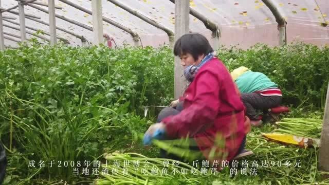 章丘鲍家芹菜