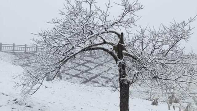 西岭雪山积雪最厚达30厘米 今年滑雪季有望提前至12月上旬