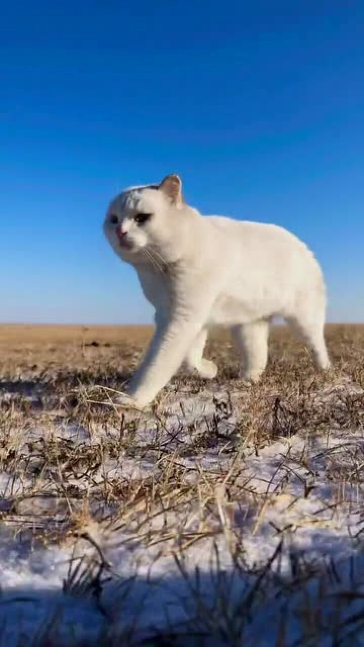 一只在草原上奔跑的猫咪这步伐这配乐绝了