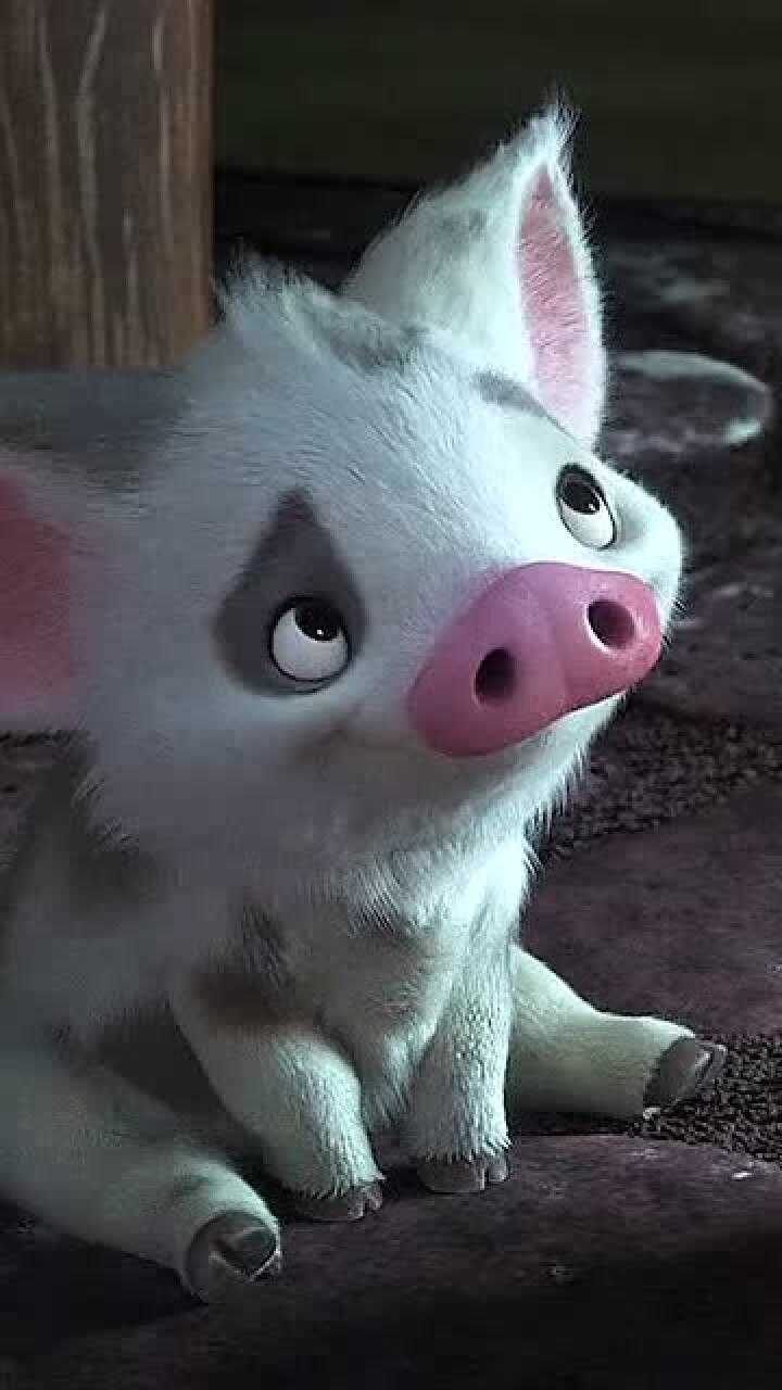 海洋奇缘,可爱的莫阿娜和她的小猪,太治愈了