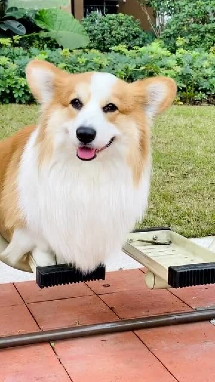 养一只美狗的体验,每天都沉迷在颜值中,太可爱了