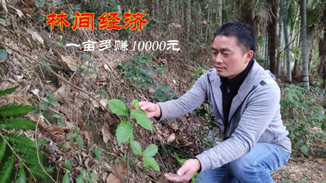 村民砍掉部分竹子,套种林间经济作物,新模式一亩能多赚10000元