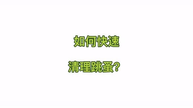 如何快速清理跳蚤?