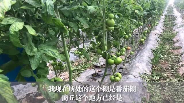 番茄灰霉病如何防治?3招轻松搞定,多年种植经验分享