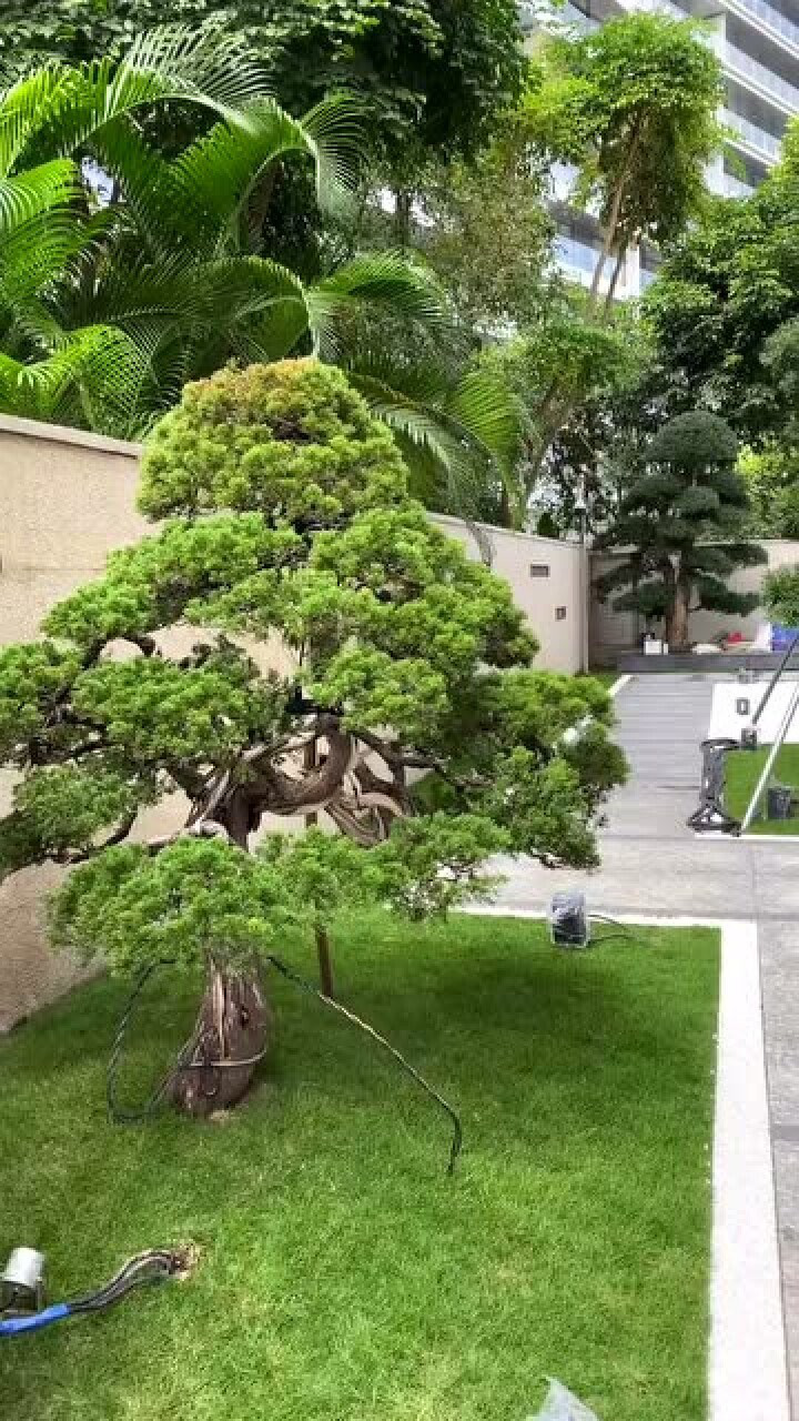 号称深圳最贵的别墅,工人说,院子种的罗汉松可以换一台劳斯莱斯