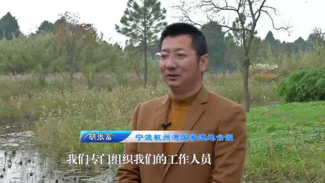 宁波杭州湾湿地公园