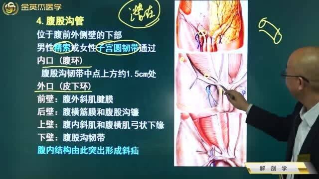 临床肌学:白线的位置及其组成,腹股沟管位置和分部、海氏(腹股沟)三角