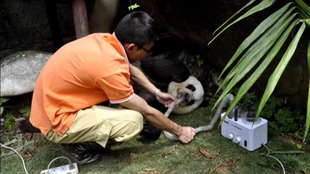 真没想到!熊猫成为国宝的经历,其实是一部活生生的熊猫屠杀史!