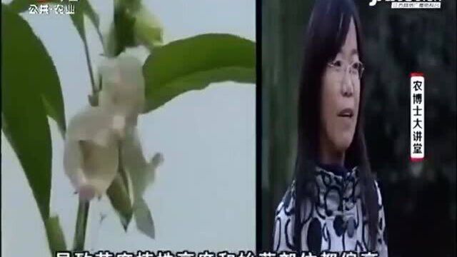 要想芝麻获得丰产 在种子处理上可马虎不得 注意事项如下