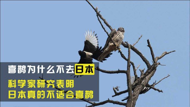 喜鹊作为中国神鸟,为什么打死也不飞去日本?看完你就明白了