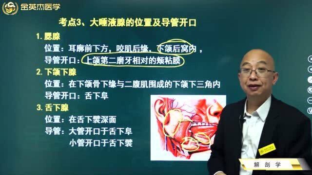 消化系统:大唾液腺的位置及导管开口,腮腺位置,下颌下腺、舌下腺.收藏