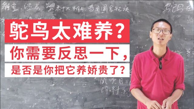 鸵鸟很难养?你可以反思一下,是不是你把它养娇贵了