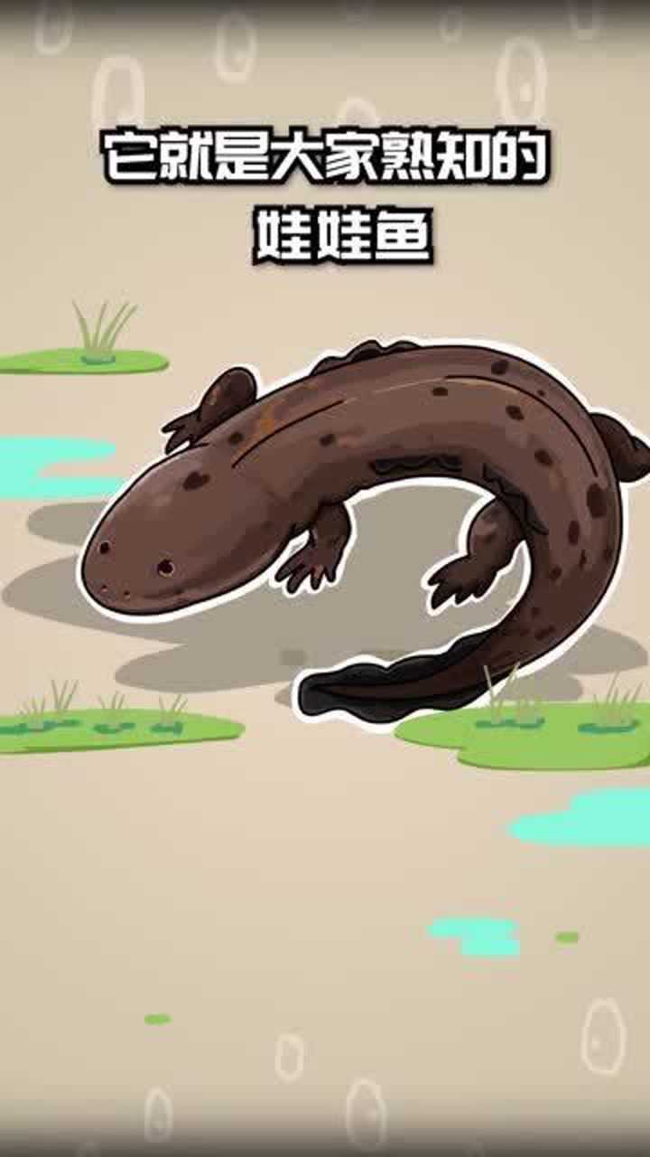 中国大鲵娃娃鱼身高堪比姚明