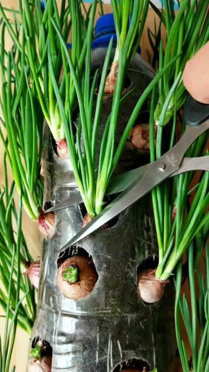 饮料瓶栽毛葱新吃法!