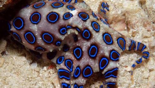 大齐赶海，发现礁石区有好多小石斑鱼，还收到了蓝环章鱼