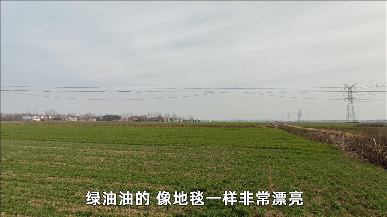 实拍河南南阳大平原,一眼望不到边,看着真得劲