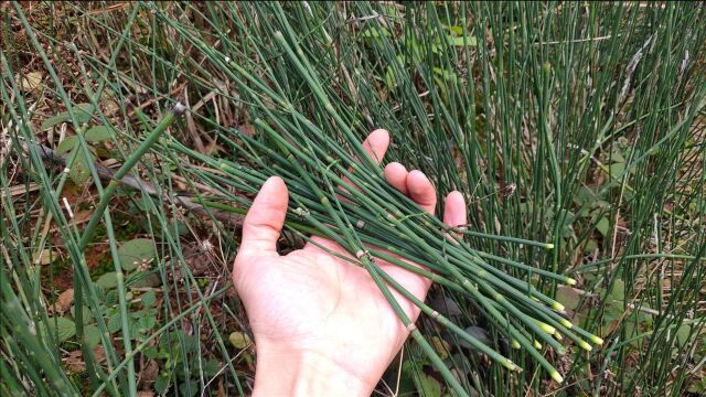 节节草,农村随处可见的野草,知道它奇妙用途的年轻人,真没几个