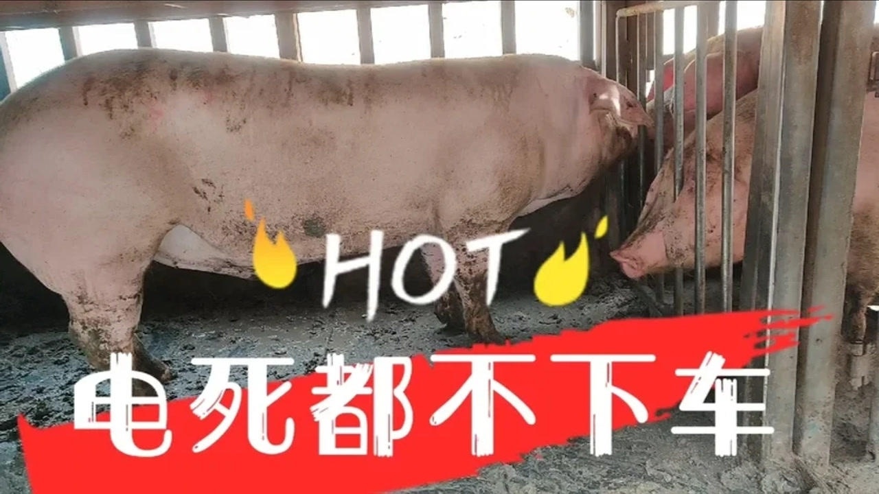 鹏哥卸猪遇到怕死的猪电的浑身哆嗦就是不下车谁有更好的法子