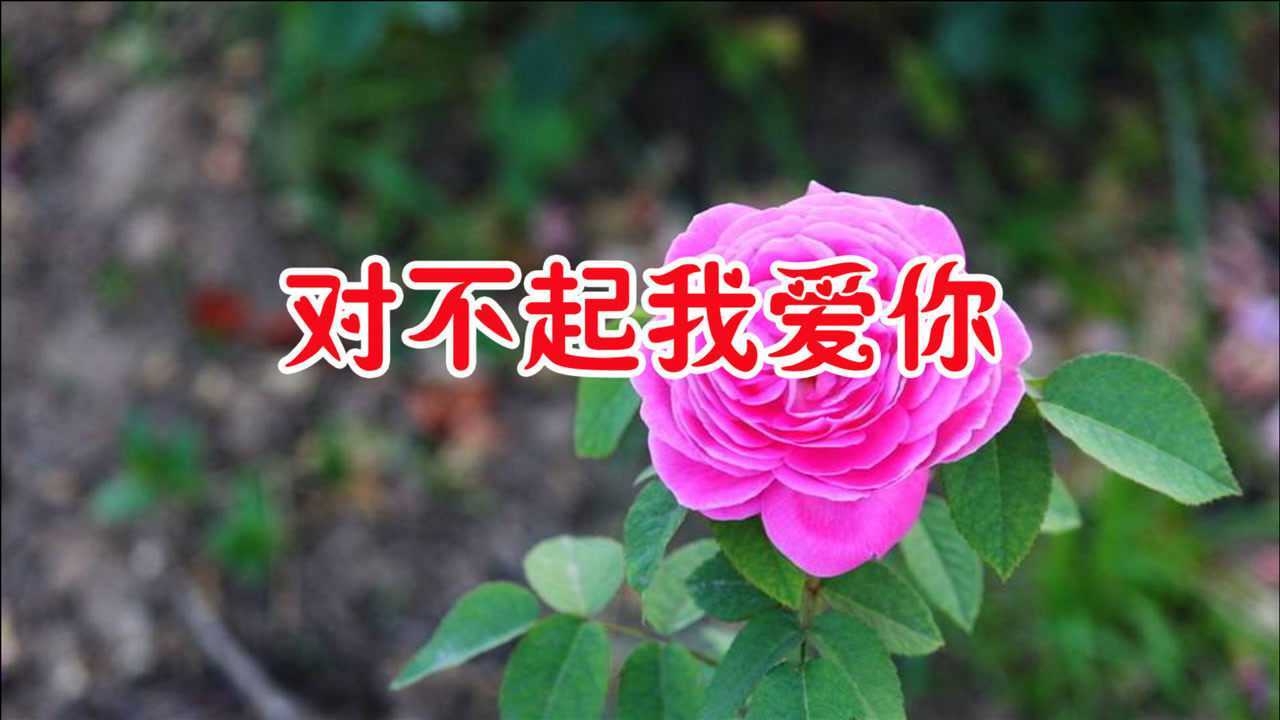 一首情歌对不起我爱你歌声柔情旋律优美值得慢慢品味