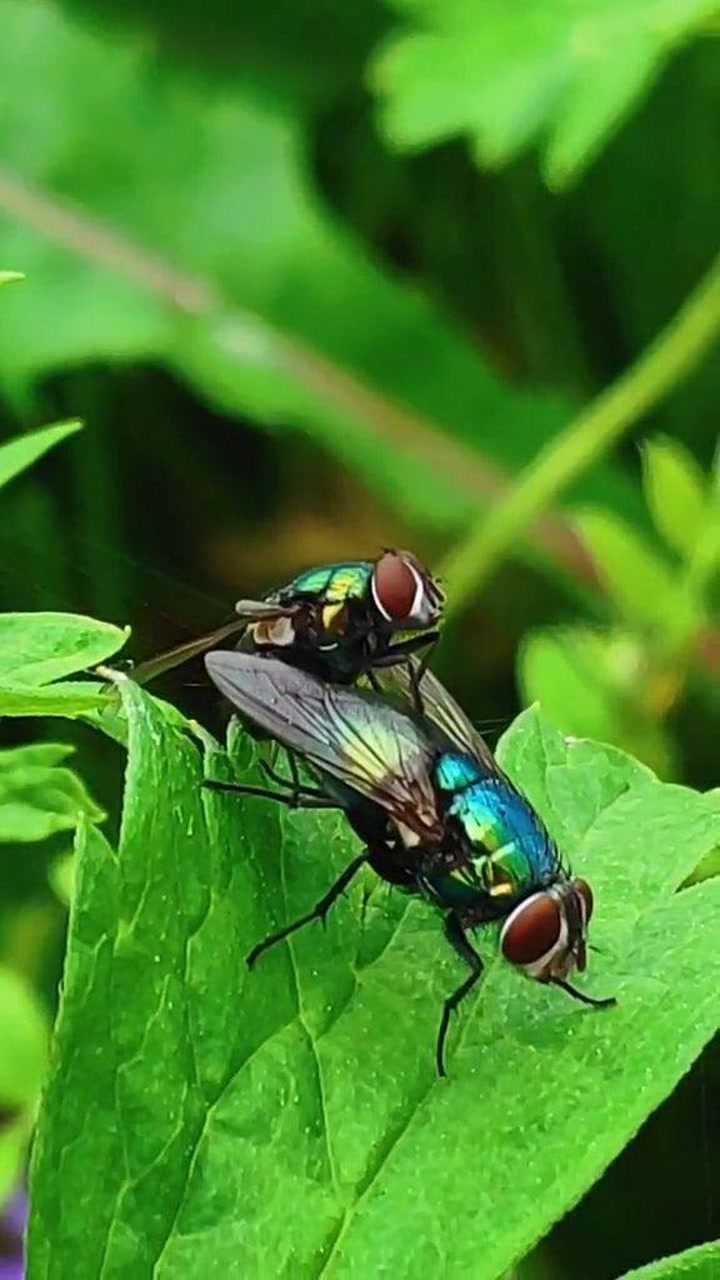 两只亲密的绿豆蝇被偷拍了经纪人小微