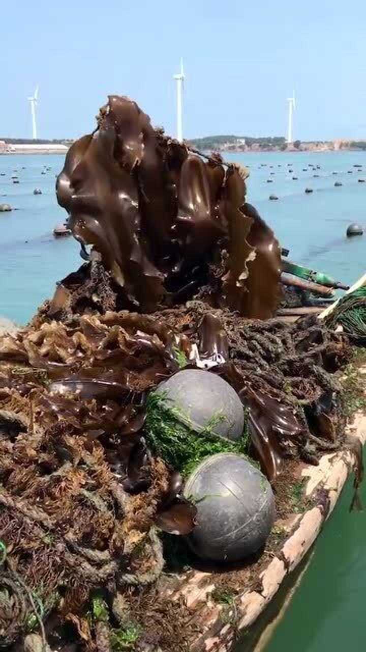 海带原来是这样,一排一排的生长在绳子上的,真是长见识了!