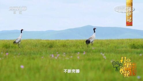 世界上唯一一个生长繁殖在高原的鹤-黑颈鹤