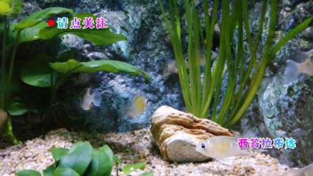 元旦游玩上海海洋水族馆,里面有好多水生物都没有见过,值得去看