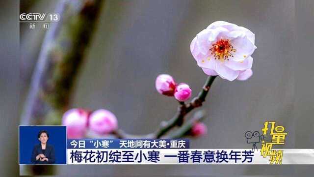 重庆:小寒节气梅花初绽,笑立枝头添春意