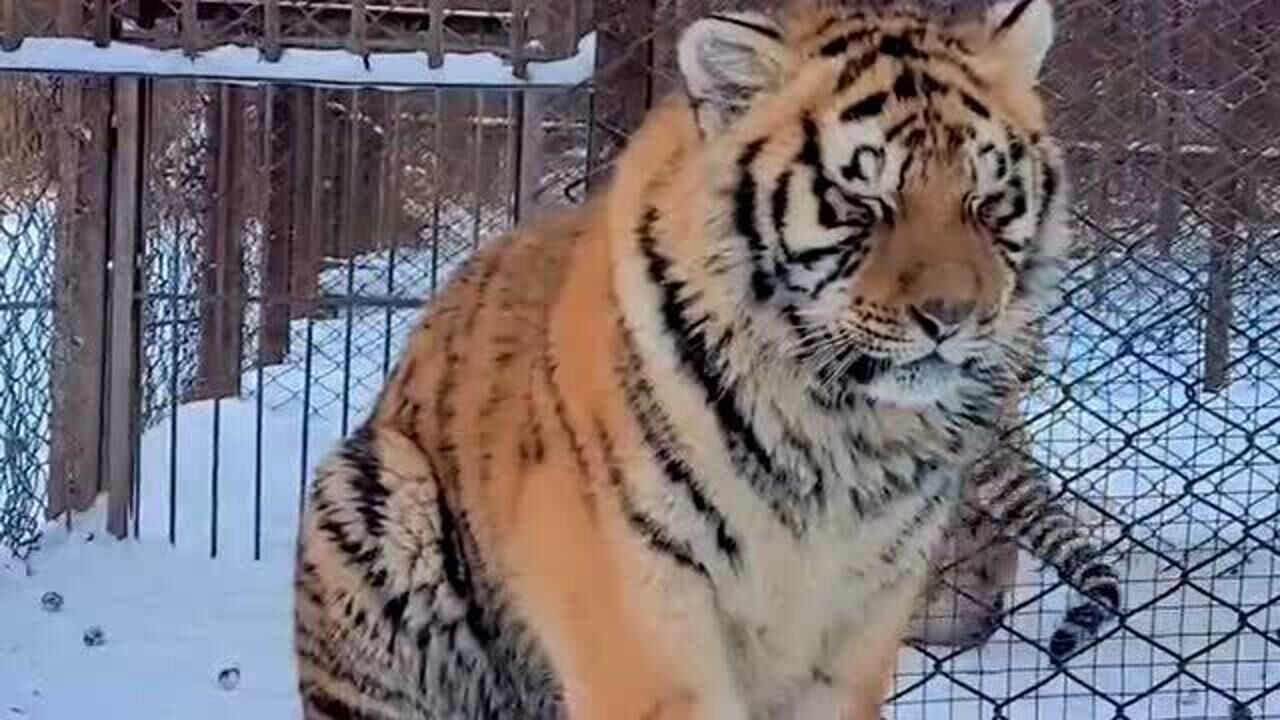 胖老虎太萌遭到同伴排挤,独自在笼子外坐着,这小表情也太萌了!