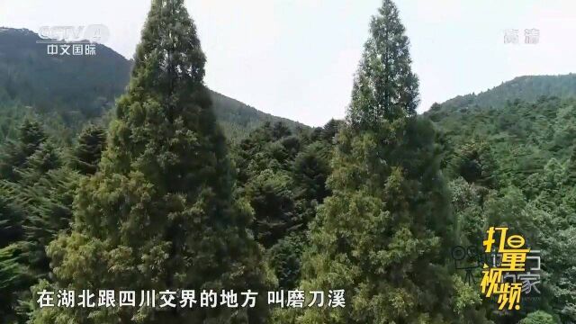 植物活化石水杉,曾被日本科学家认为已经灭绝