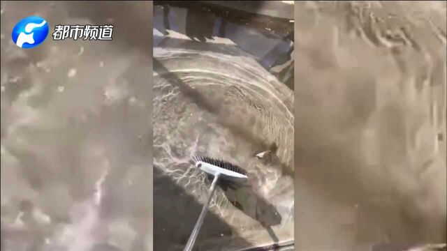 楼上毛坯房水管爆裂,楼下新房“泡汤”,郑州正弘物业:我们没责任!