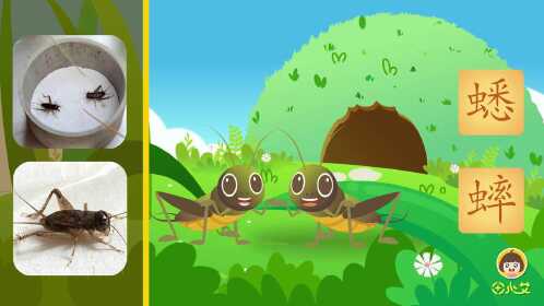 蟋蟀读音 腾讯网