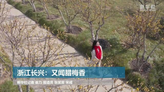 浙江长兴:又闻腊梅香