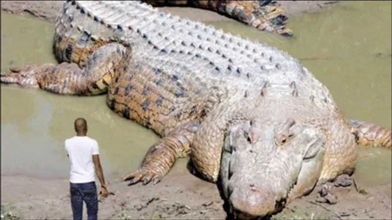 世界最大鳄鱼图片