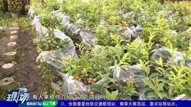 佛山:网售平台搭建基本完成 年桔线上订单首发货