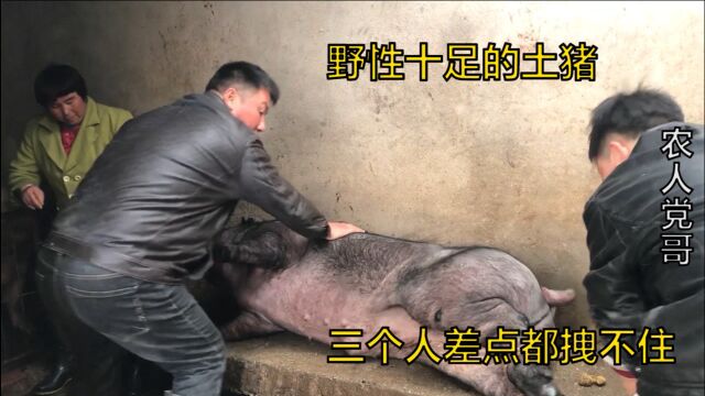 农村开始宰年猪了,农户一次宰三头黑土猪,看看卖多少钱一斤