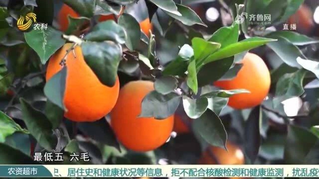 重庆奉节脐橙是如何享誉海内外的?一起来探个究竟