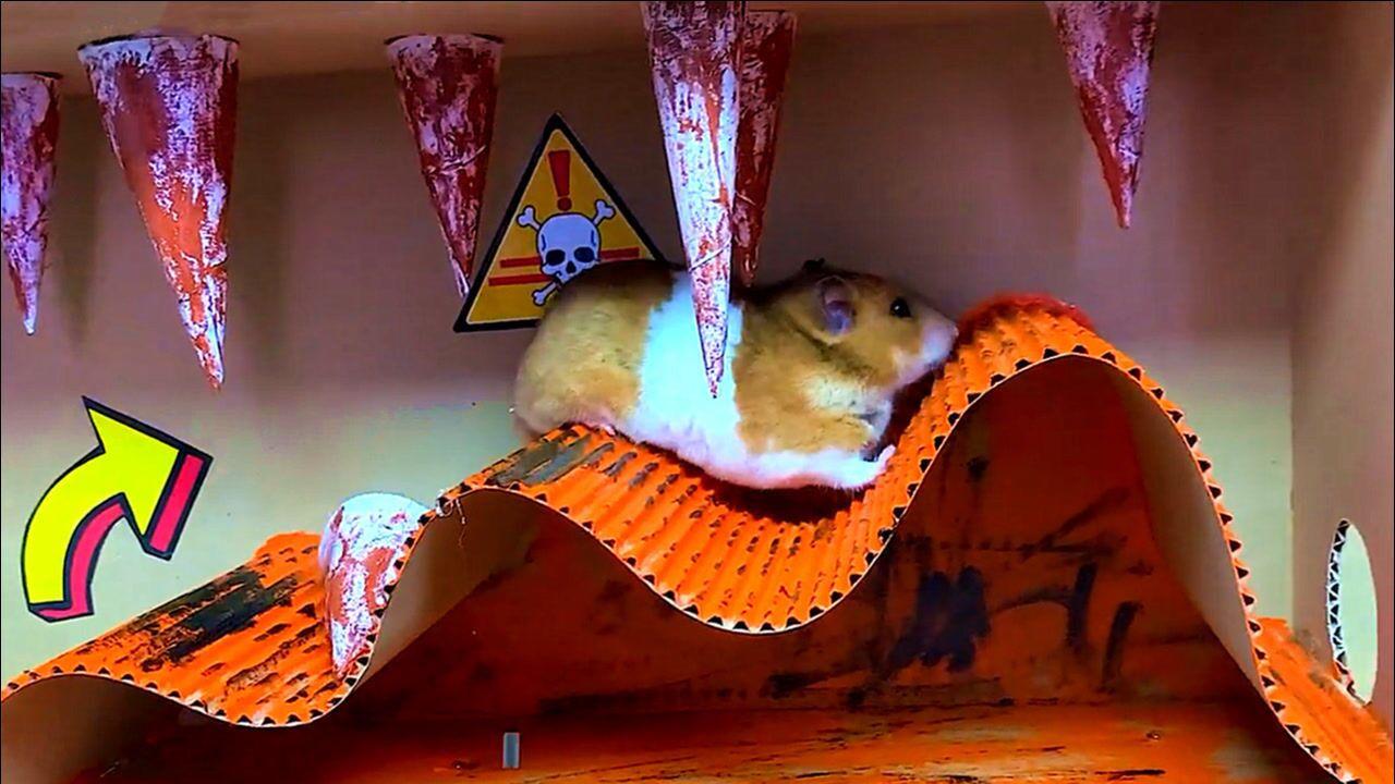 仓鼠挑战熔岩迷宫一路闯关高能不断网友鼠中王者