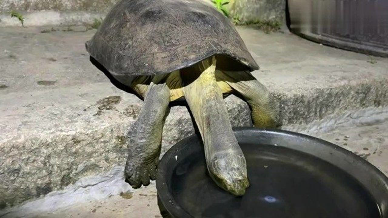 巨型大龟饮水你见过吗冬季天气干燥,乌龟也要喝水补充水分!