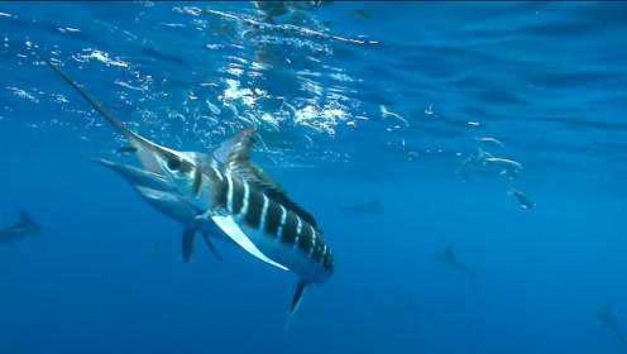 剑鱼海中觅食不料闯入不速之客剑鱼我的鱼儿呢