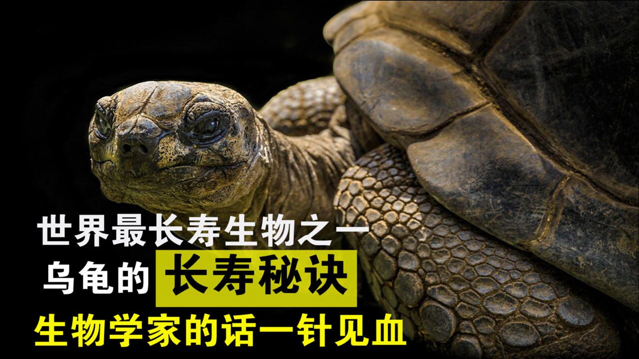 世界最长寿动物之一,乌龟长寿秘诀是啥?生物学家的话一针见血!