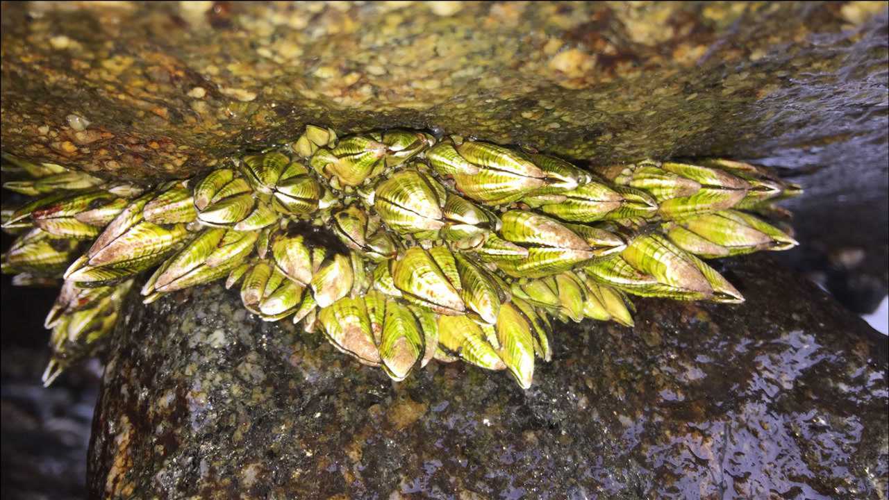 闲牛冒着寒冷细雨去赶海,发现石头缝里全是极品佛手螺,拔着真爽